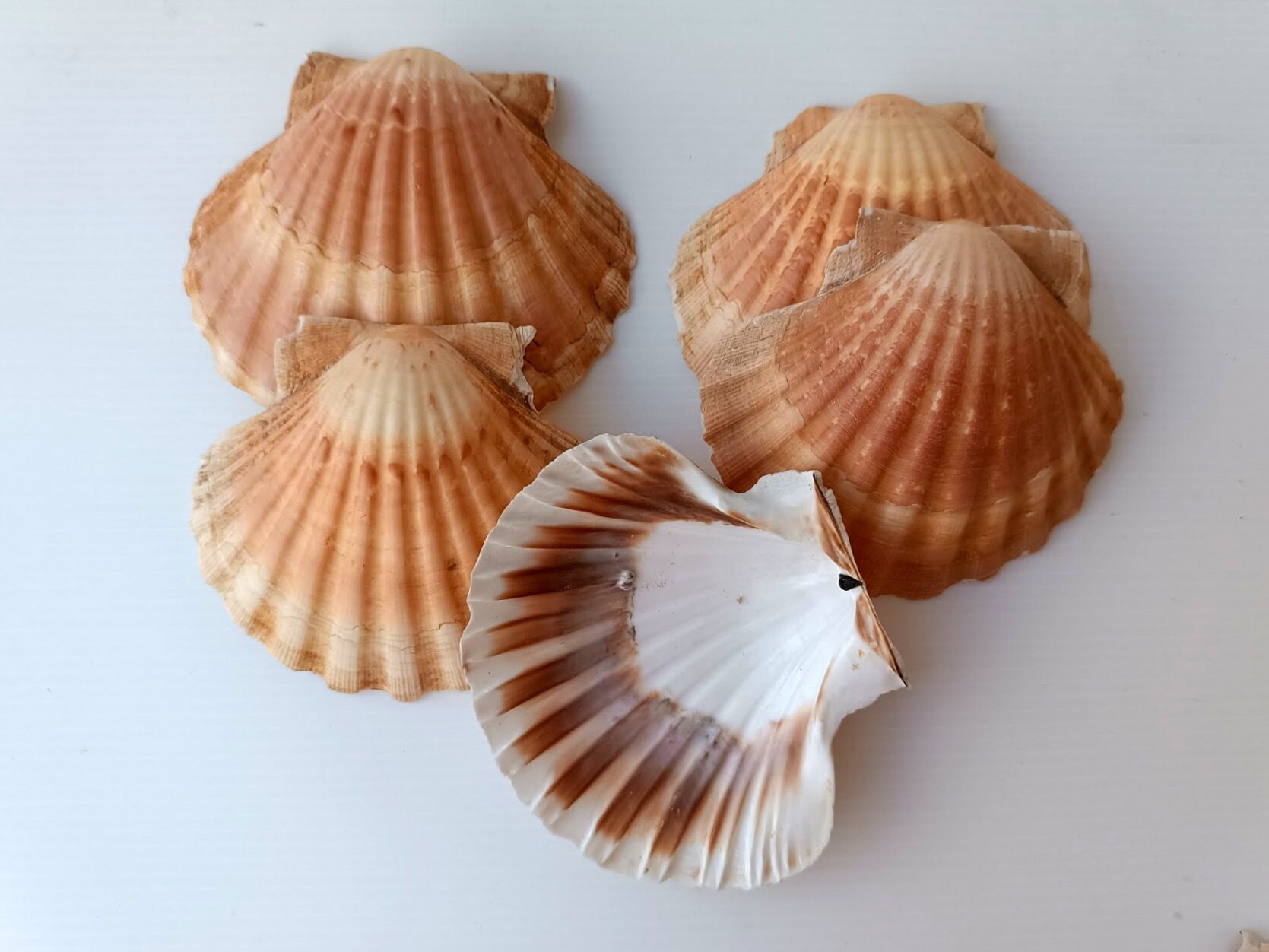 Conchiglie Di Capesante Naturali - 10x11 Cm, Per Cucina, Decorazione E DIY, Confezione Da 8 Pezzi - Foto 5