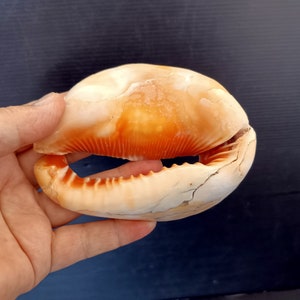 Peut inclure: Un grand coquillage ouvert avec un dégradé de couleurs crème et orange. La coquille a un extérieur lisse et un bord dentelé. L'intérieur montre une teinte orange vibrante. La coquille est tenue dans une main sur un fond bleu foncé.