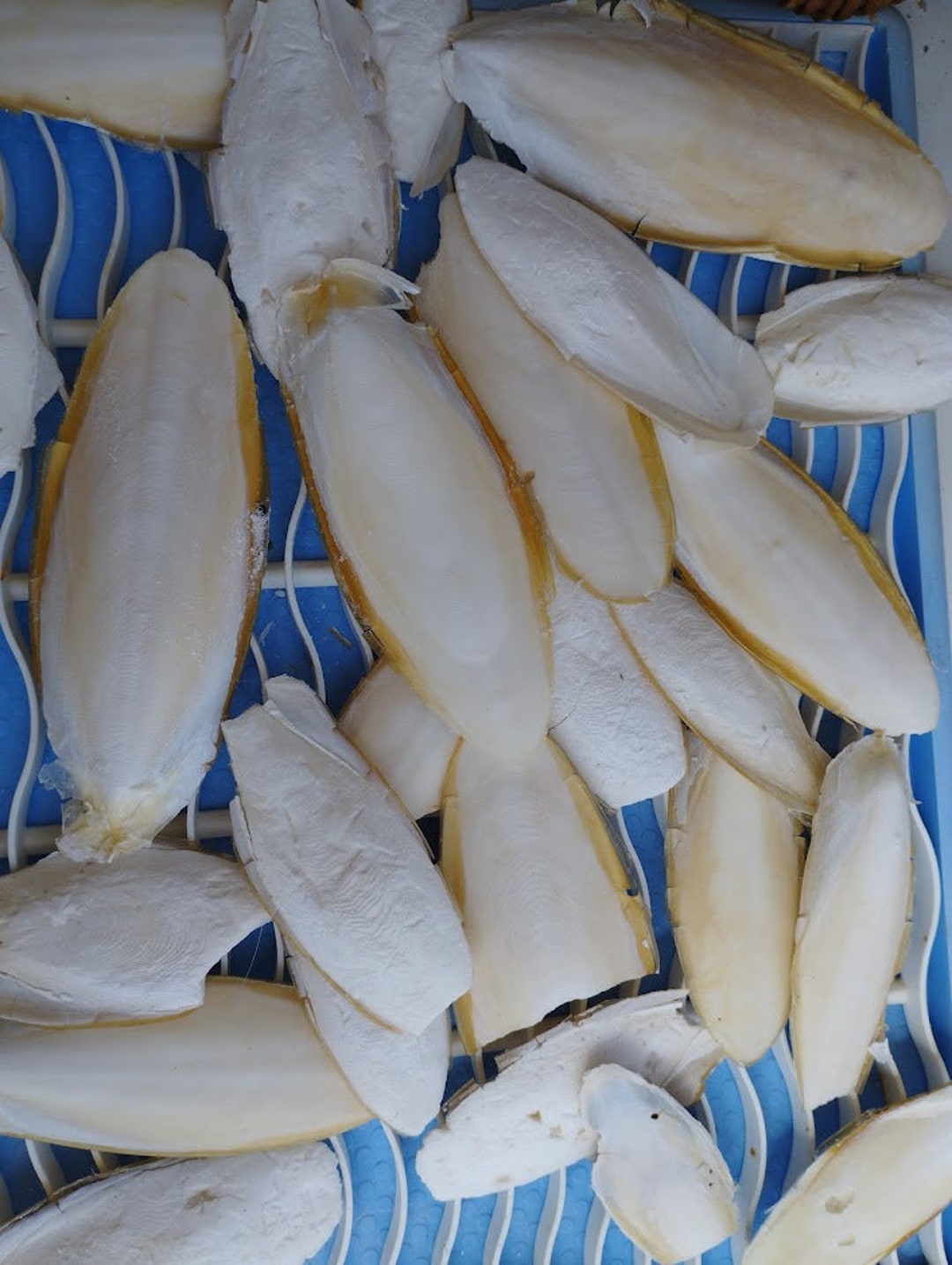 Cuttlebone, Italian Coast Sea Cuttlefish Bone, Calcium Supplement for ...