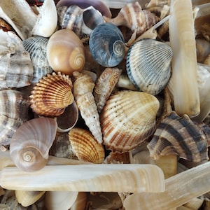 May include: A collection of various seashells in shades of tan, brown, and cream. The assortment includes spiral, fan-shaped, and elongated shells, showcasing natural textures and patterns. Some shells have a pearlescent sheen, while others display striped or mottled designs.