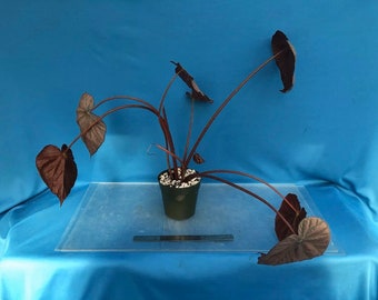 Windowsill Terrarium Etsy