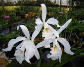 Cattleya maxima albescens Koningen Sylva SM DOG