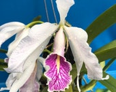 Cattleya maxima semi alba