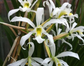 Cattleya Atalanta ‘Hawaii’ X L superbiens  alba Orchid Seeding Many Blooms 4” Fresh RePot