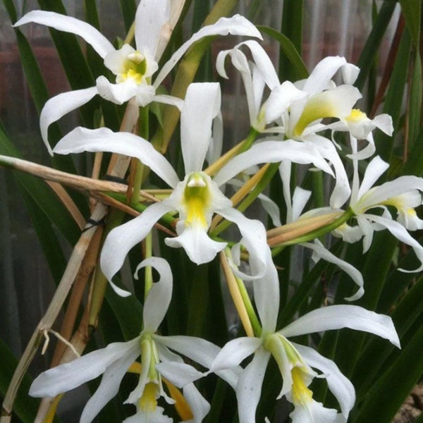 Cattleya Atalanta ‘Hawaii’ X L superbiens  alba Orchid Seeding Many Blooms 4” Fresh RePot