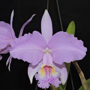 Cattleya lueddemanniana X trianae Fragrant Pink Purple Orchid 2 Starter Plant image 1