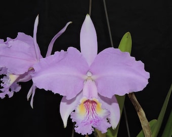 Cattleya lueddemanniana X trianae Fragrant Pink Purple Orchid 2” Starter Plant