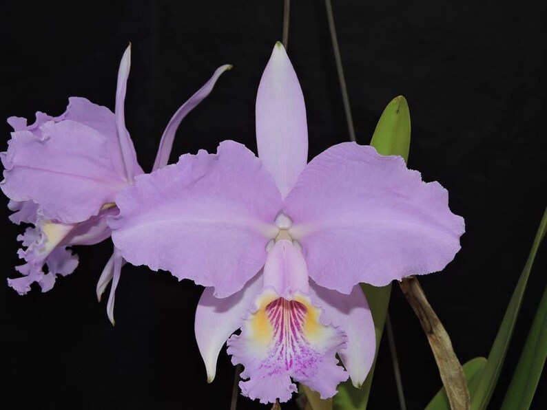 Cattleya lueddemanniana X trianae Fragrant Pink Purple Orchid 2 Starter Plant image 1