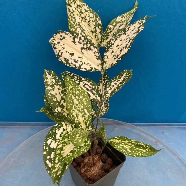 Dracaena surculosa ’Florida Beauty’ Variegated New Import 3” Pot House Plant