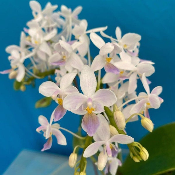 Phalaenopsis Hiroshima Tetratis (speciosa blue X equestris blue) 1.5” Pot