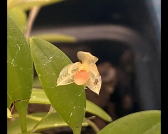 Platystele repens ‘Joan’ Yellow Orange BS Orchid Species Micro Miniature 2” Pot
