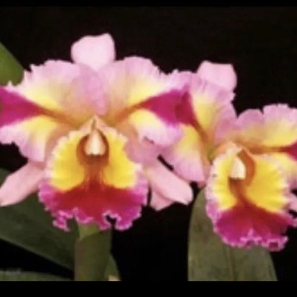Cattleya Rlc Goldenzelle X Florence Feary Orchid Hybrid Splash Pink Yellow 1.5”