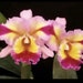 see more listings in the Cattleya  section