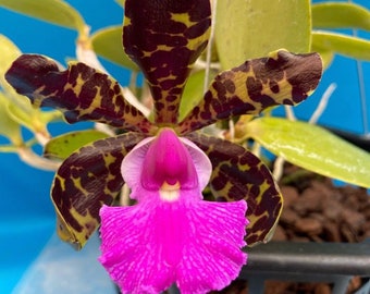 Cattleya aclandiae ‘Haiku’ X C. Akimi Hanada ‘Brazil’ Orchid Hybrid 1.5” POT