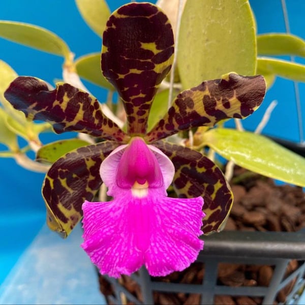 Cattleya aclandiae ‘Haiku’ X C. Akimi Hanada ‘Brazil’ Orchid Hybrid 1.5” POT