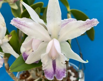 Cattleya intermedia aquinii coerulea x violacea coerulea Fragrant Orchid 2” Pot