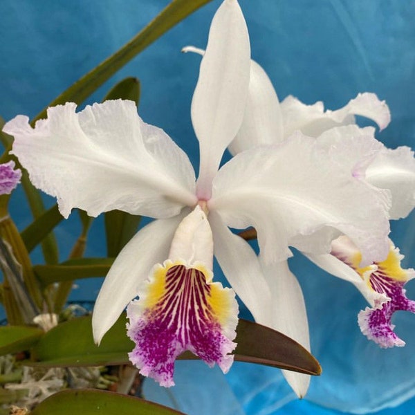 Cattleya lueddemanniana S/A ‘Kathleen’ X trianae s/a ‘Izzy’ Orchid Hybrid 4” Pot