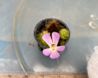 Pinguicula esseriana SINGLE rosette