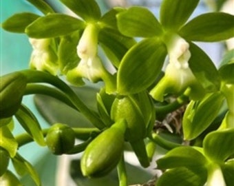 Epidendrum robustum 'Green Giant' x self Orchid Species Green White Flowers on a Very Tall Plant