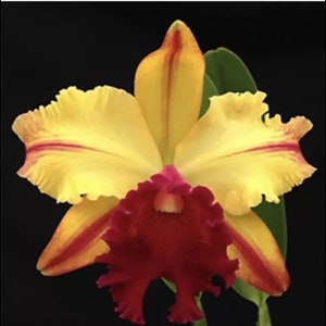 Cattleya Toshie Aoki Pizzaz X violacea Muse Fragrant Orchid Hybrid 4 POT image 1