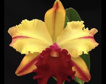 Cattleya Toshie Aoki Pizzaz X violacea ‘Muse’ Fragrant Orchid Hybrid 4” POT