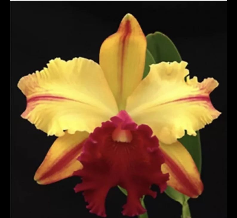 Cattleya Toshie Aoki Pizzaz X violacea Muse Fragrant Orchid Hybrid 4 POT image 1
