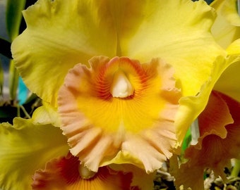 Cattleya Rlc King Midas ‘Gold’ X Rlc Edisto ‘Newberry’  Orchid Hybrid 4” Pot