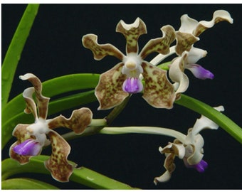 Vanda tessellata X Sandra Gail Hatos Orchid Hybrid NOT Bloom Size 3.5” Basket