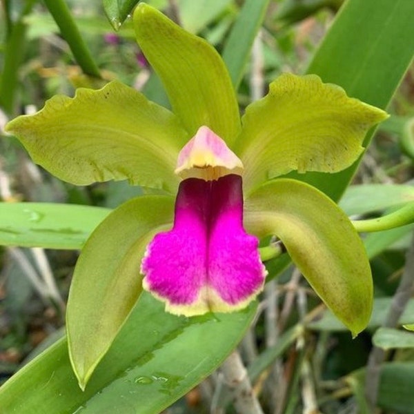 Cattleya bicolor green x Sib White Purple Fragrant Orchid Species 2” Pot starter plant