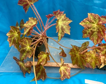 Begonia fuscomaculata 4.5” pot