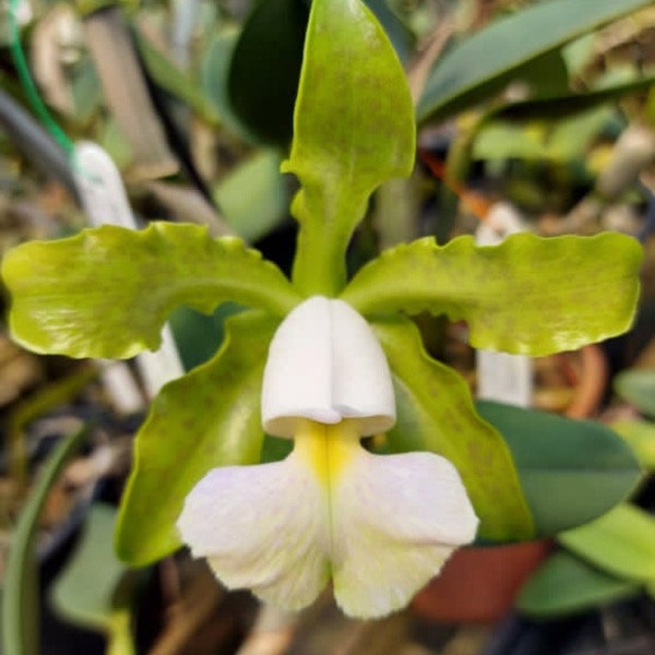 Cattleya Peckhaviensis (aclandiae Alba x schilleriana Alba) Green White 2" Pot