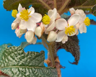 Begonia Paul Hernandez 4” Inch Division Large Grower Dramatic Foliage and flowers