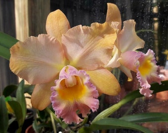Rlc Ruth Davis X Rlc Mem Bob Crowder ‘Orchidlady’ Bloom Size 4” Potted sh074