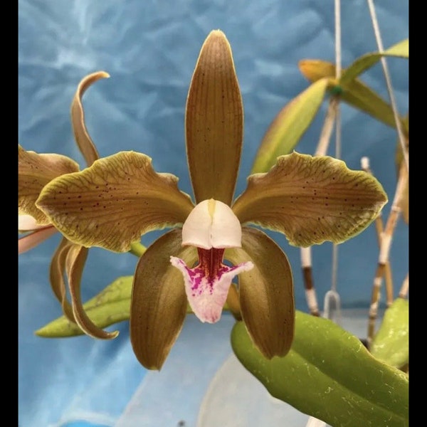 Cattleya schofieldiana Green Purple White Fragrant Orchid Species 3” Starter Plant