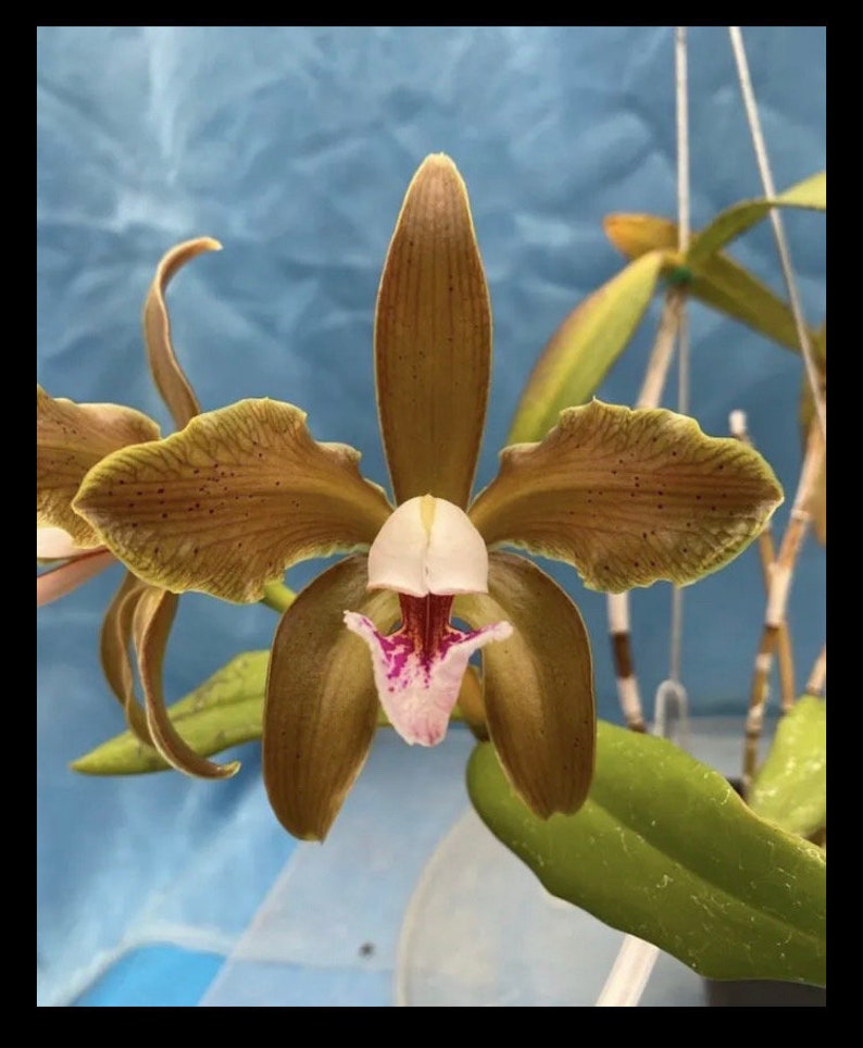 Cattleya x greyae C. schofieldiana x C. velutina White Purple Green Fragrant Orchid 4 Pot fresh repot image 1