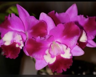 Cattleya Rlc Mini Song ‘Petite’ 2.5” Pink Purple White Splash Mericlone Orchid