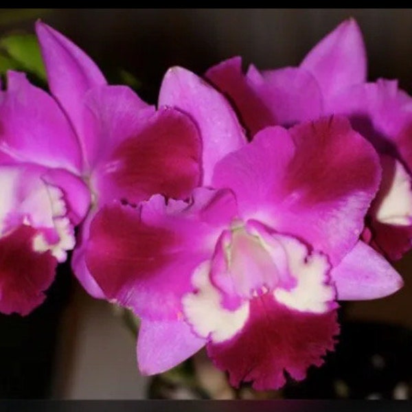 Cattleya Rlc Mini Song ‘Petite’ 2.5” Pink Purple White Splash Mericlone Orchid