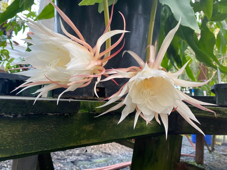 Epiphyllum oxypetalum 6 Not Rooted HUGE White Fragrant Flowers Succulent Cactus image 2