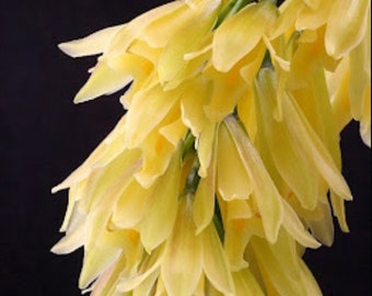 Cymbidium elegans Orchid Species Ivory Yellow Elegant Cool Grower Bloomer 2” Pot
