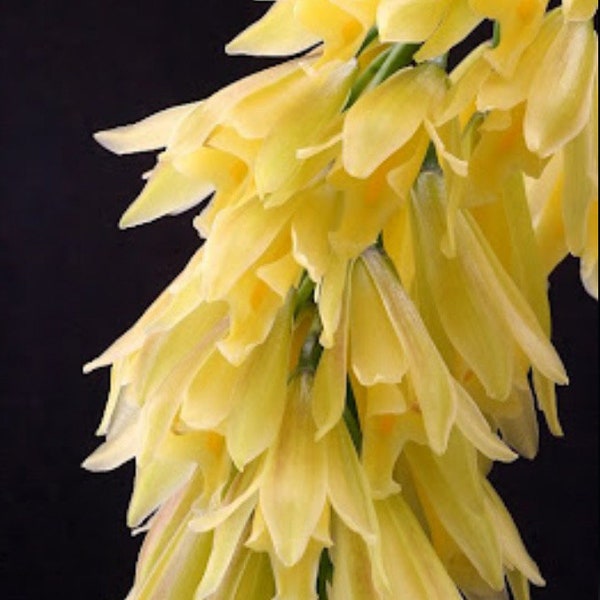 Cymbidium elegans Orchid Species Ivory Yellow Elegant Cool Grower Bloomer 2” Pot