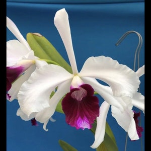 Laelia purpurata Shusteriana X Sib White Purple Fragrant Orchid Species 4” Pot
