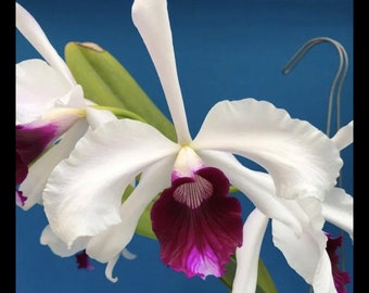 Laelia purpurata Shusteriana X Sib White Purple Fragrant Orchid Species 4” Pot