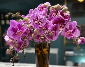 Phalaenopsis Hybrid Orchid Ivory Purple Spots Pink Lip NOT Blooming 4” Pot