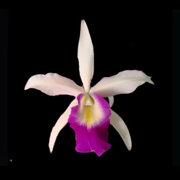 Lc. Aiea Lorraine ‘Paradise’ Mericlone Purple White 4” RePot Cattleya Orchid