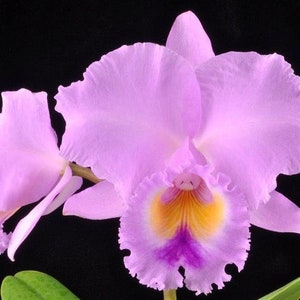 Cattleya lueddemanniana X trianae Fragrant Pink Purple Orchid 2 Starter Plant image 2