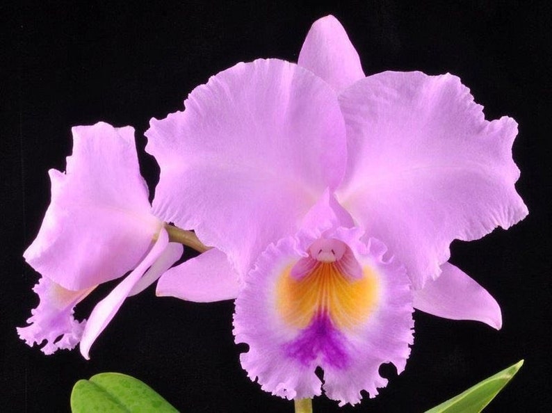 Cattleya lueddemanniana X trianae Fragrant Pink Purple Orchid 2 Starter Plant image 2