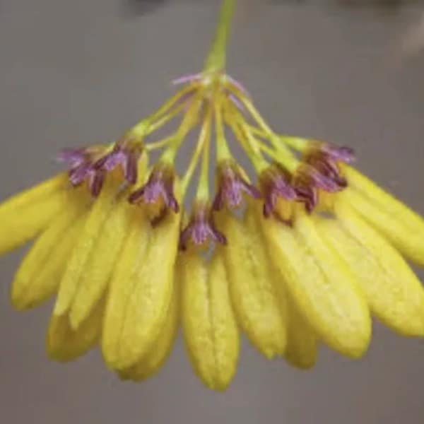 Bulbophyllum skeatianum Yellow Red Purple  Orchid Species Seedling 1” Pot