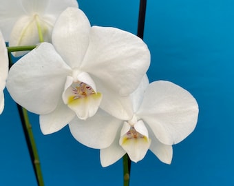 Phalaenopsis amabilis type White Bloom Size not blooming