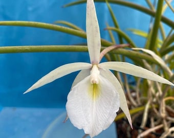 Brassavola perrinii Fragrant Not Bloom Size 2” Pot Orchid Species Green White