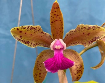 Cattleya bicolor (S/A X Dark Tipo) White Purple Fragrant Orchid Species 2” Pot